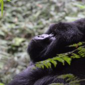  Gorilla (Rwanda)